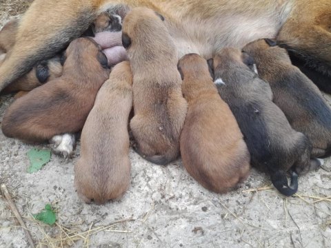 Belçika kurdu yavruları 1 aylık 6 erkek 2 dişi
