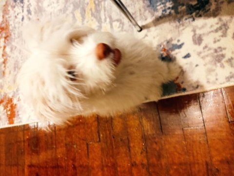 Maltipoo 4 aylık