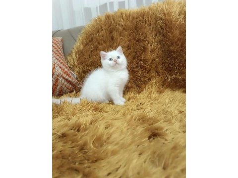 Exotic shorthair yavruları