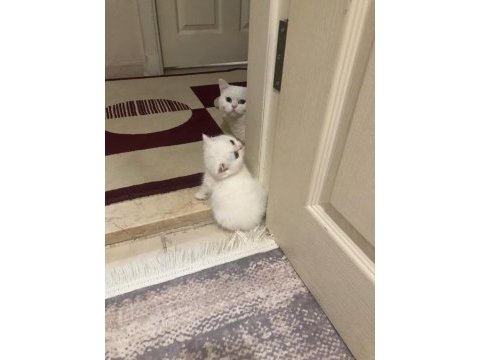 British shorthair kartopları