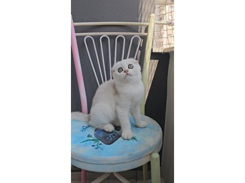 Scottish fold dişi sıfır kulak
