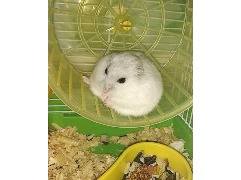 Hamster gonzales yavruları heryere gönderim