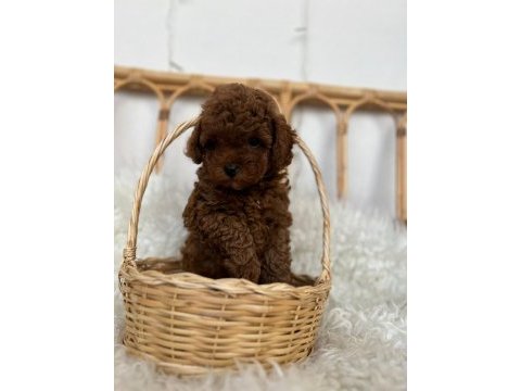 Toy poodle bebekler