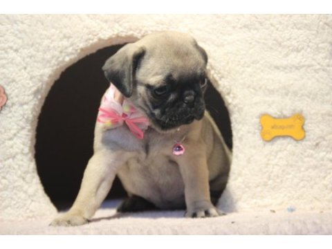 Üst düzey pug yavrumuz hazır