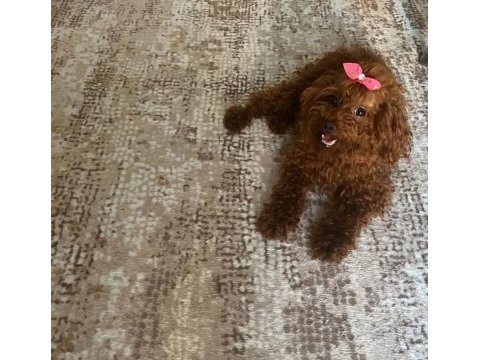 Kore toy poodle