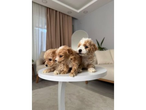 Maltipoo adrese teslim, kapıda ödeme yapabilirsiniz