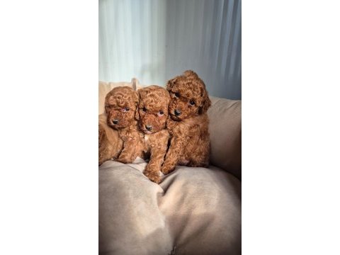 Oyuncak poodle bebekler