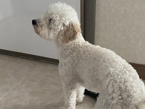 9 aylık toy poodle sahiplendirme