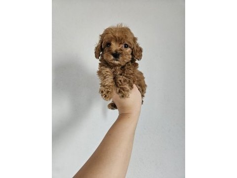 Toy poodle yavrularımız