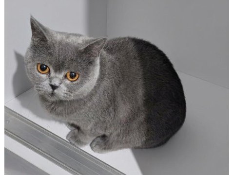 1.5 yaşında dişi british shorthair (1 haftası kaldı)