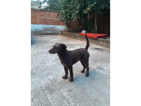 Toy poodle