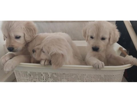 Sağlıklı golden retriever yavrular