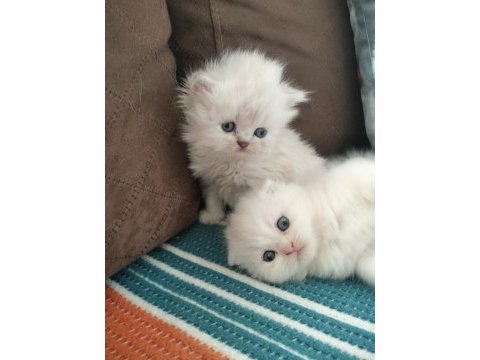 Bella nın scottish fold yavruları