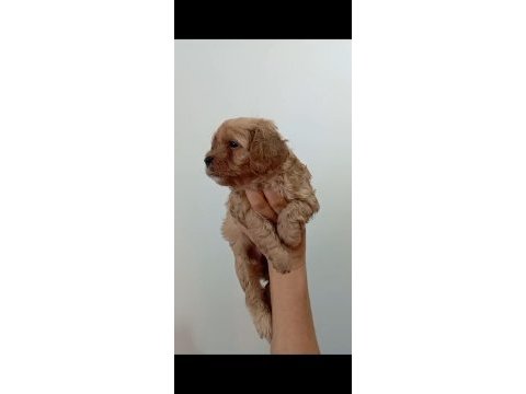 Maltipoo red yavrular