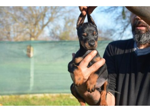 Şampiyon anne babadan doberman bebekler
