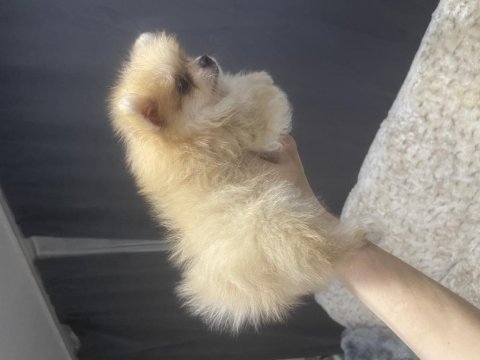 0 numara pomeranian wc eğitimi var