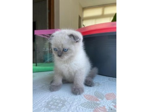 Blue point scottish fold