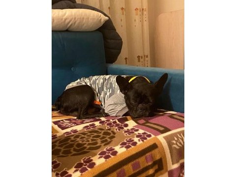 Oğlumu sahiplendiriyorum french bulldog