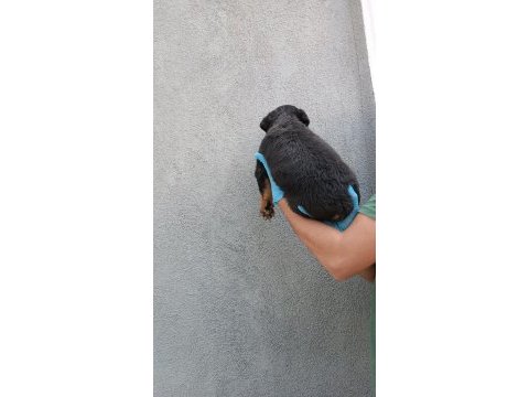 Rottweiler yavrular