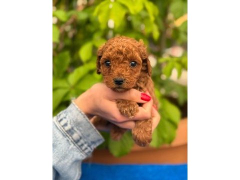 Toy poodle yavrularımız ruhsatlı çiftlikten