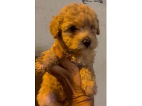 Maltipoo kalite yavrular ırk sağlık garantili