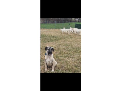 4.5 aylık bir çift kangal