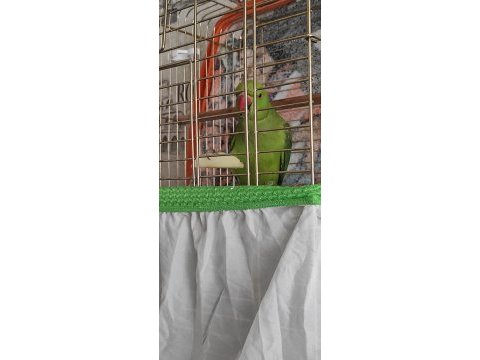 Full set 9 aylık eğitime açık pakistan papağanımız