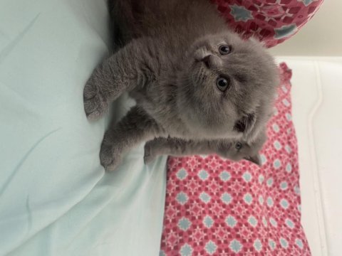 Dişi scottish fold yavru