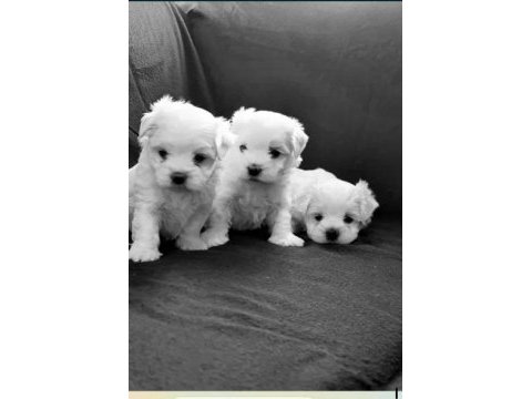 Maltese terrier yavru köpeğimiz