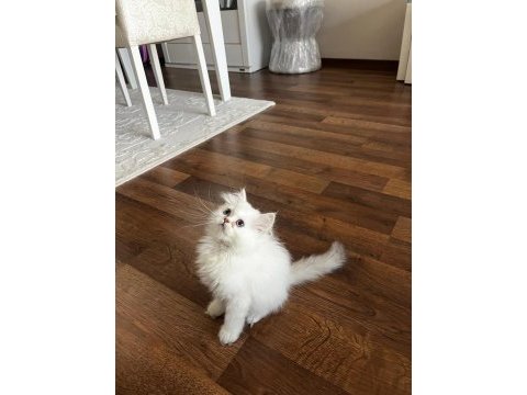 British longhair dişi bebek