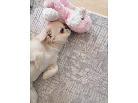 Pekinez leo