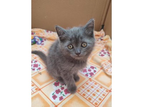 Güzel scottish fold yavrularımız