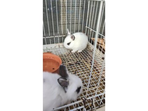 Yavru tavşan sütten yeni kesildi