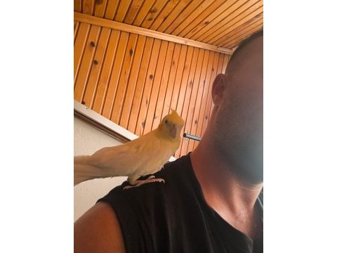 Çift lutino sultan papağanı