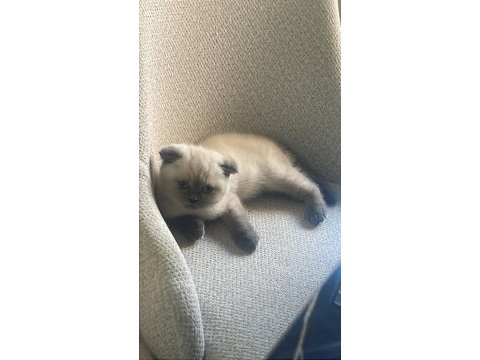 Scottish fold blue point yavrumuz