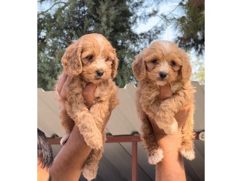 Maltipoo yavruları