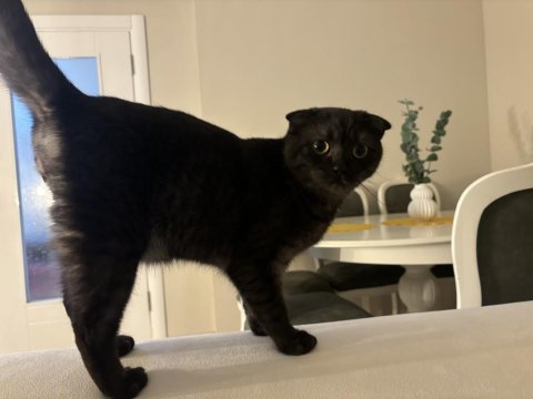 Scottish fold kedimize yuva arıyoruz