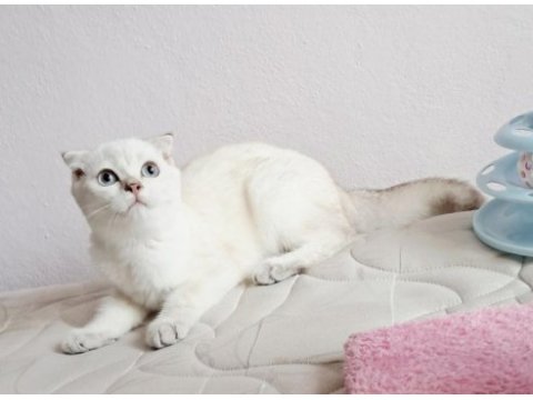 Scottish fold point dişi
