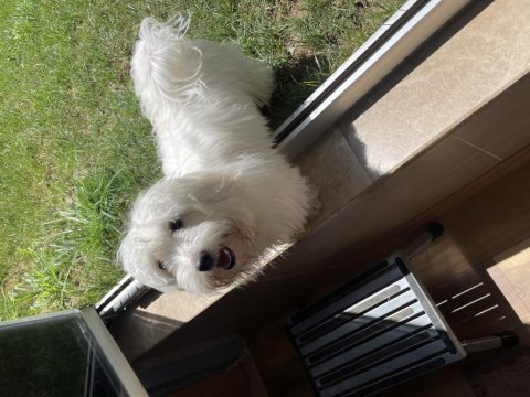 8 aylık bütün aşıları yapılmış çipli köpek
