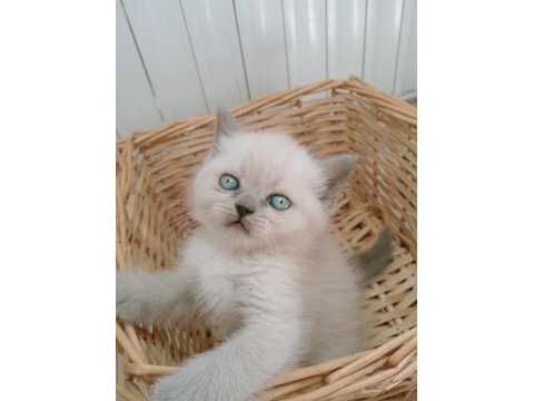 Mavi gözlü blue point yavru kediler