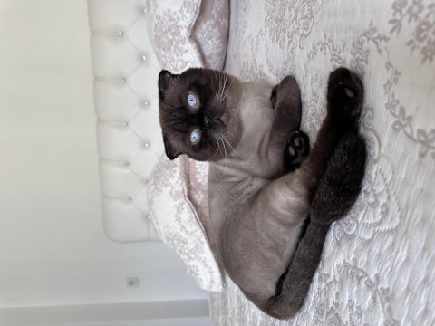 Scottish fold kedimiz