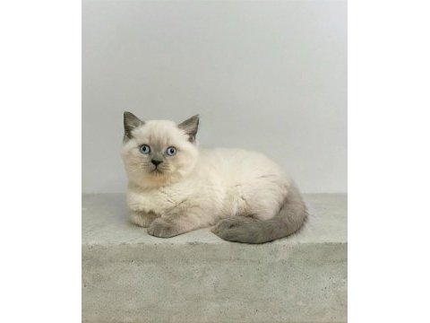 Safkan oyuncu british shorthair patiler