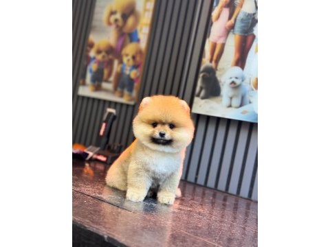 Show kalite pomeranian boo yavrular