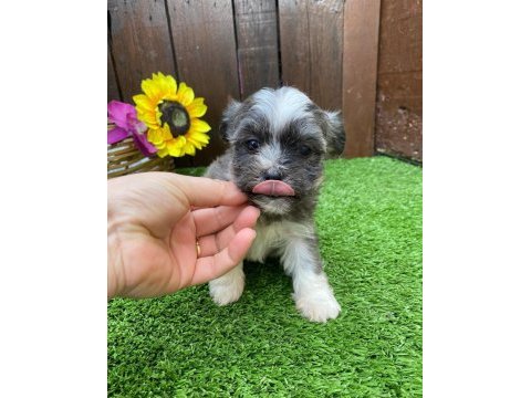 Morkie bebeklerimiz