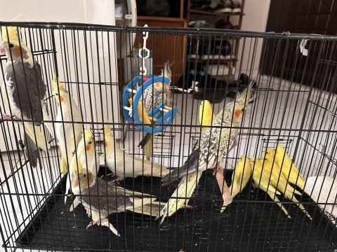 Yavru sultan papağanları renk renk