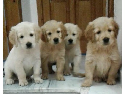 Bebek yüzlü bebek gibi golden retriever