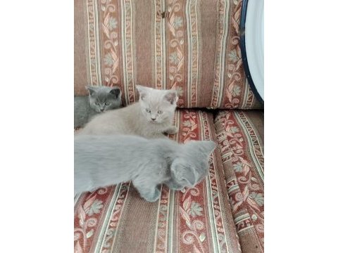 British shorthair kedileri