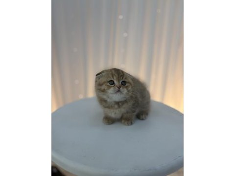 Scottish fold yavrular