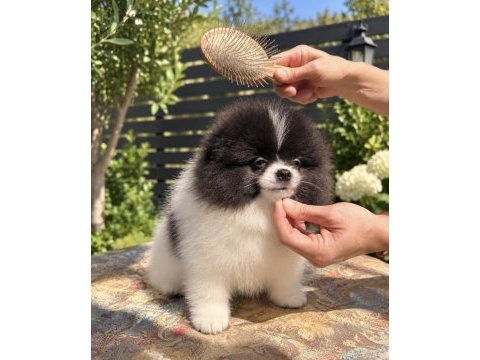 Muhteşem bicolor pomeranian yavrularımız
