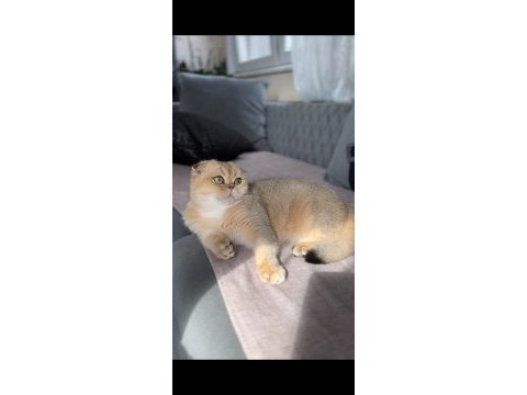 Golden scottish fold shorthair